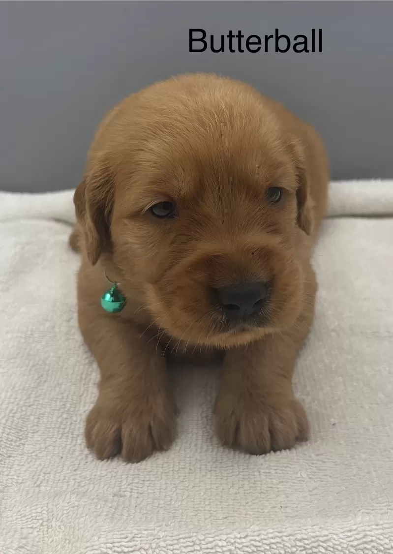 Butterball