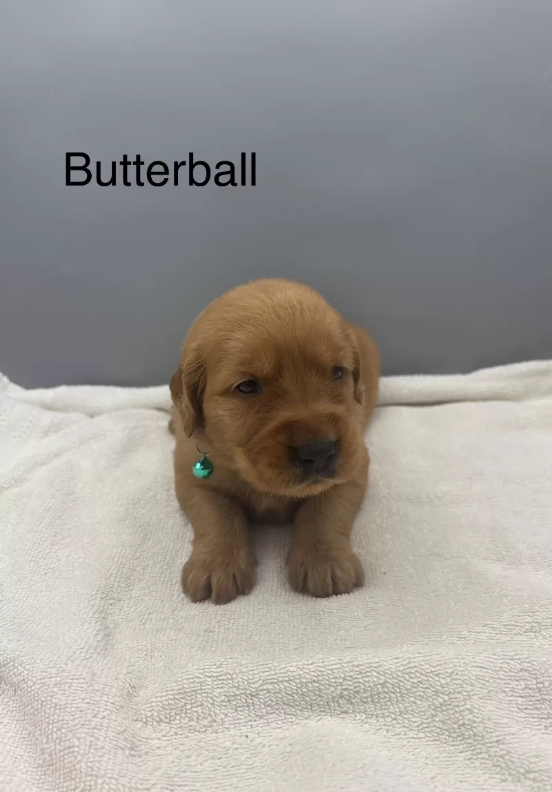 Butterball