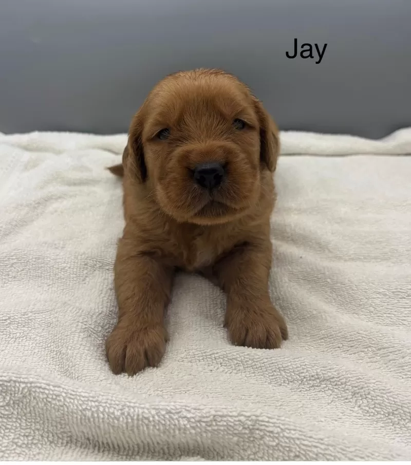 Puppy Name: Jay