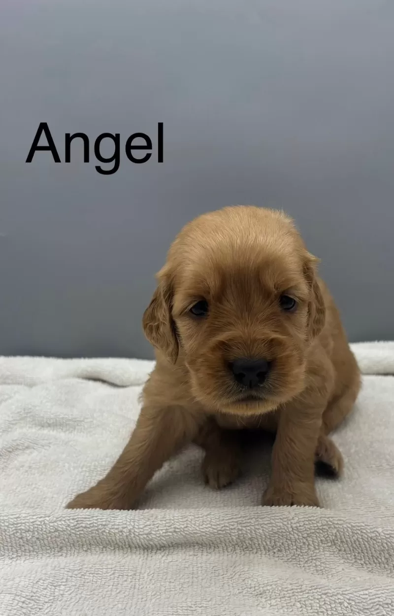 Puppy Name: Angel