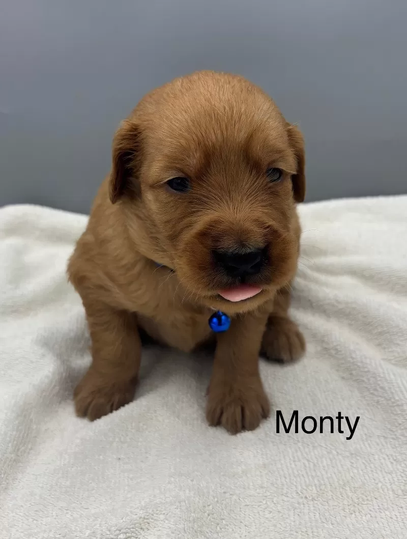 Puppy Name: Monty