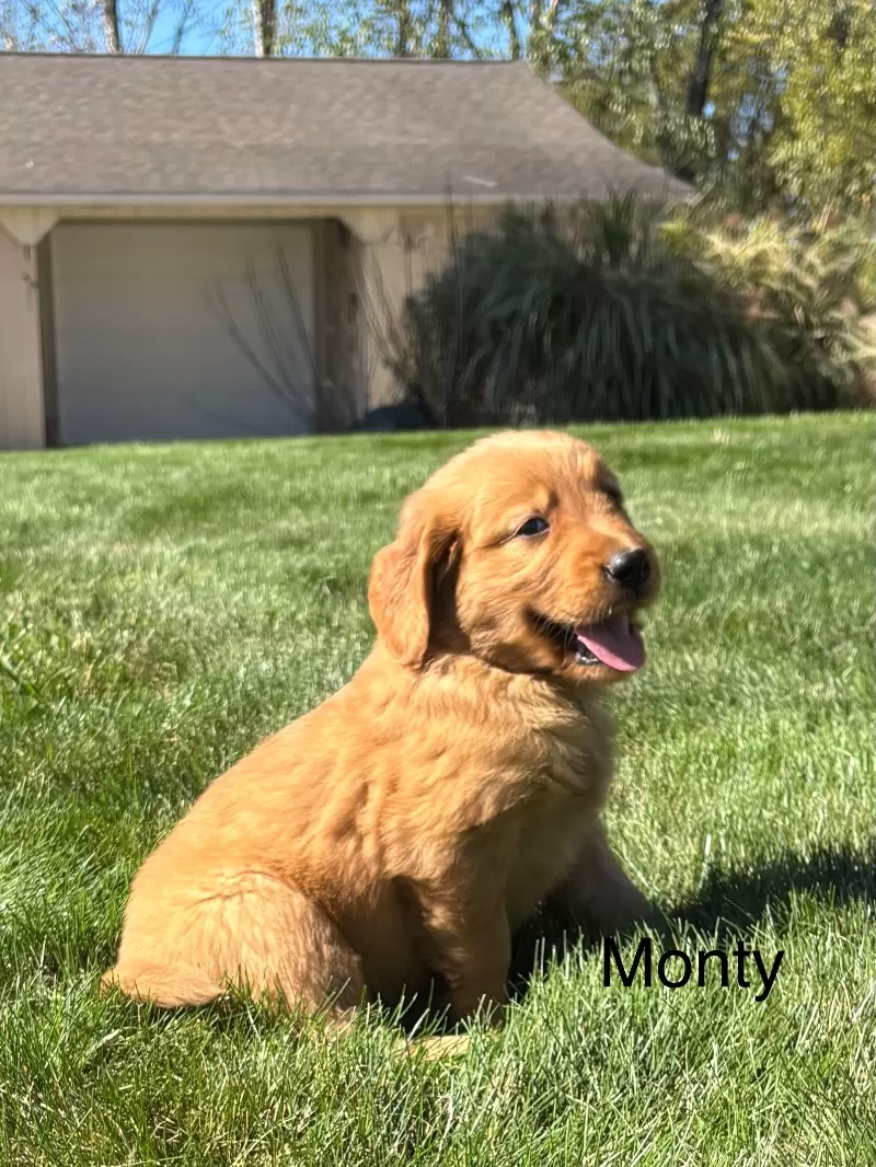 Puppy Name: Monty