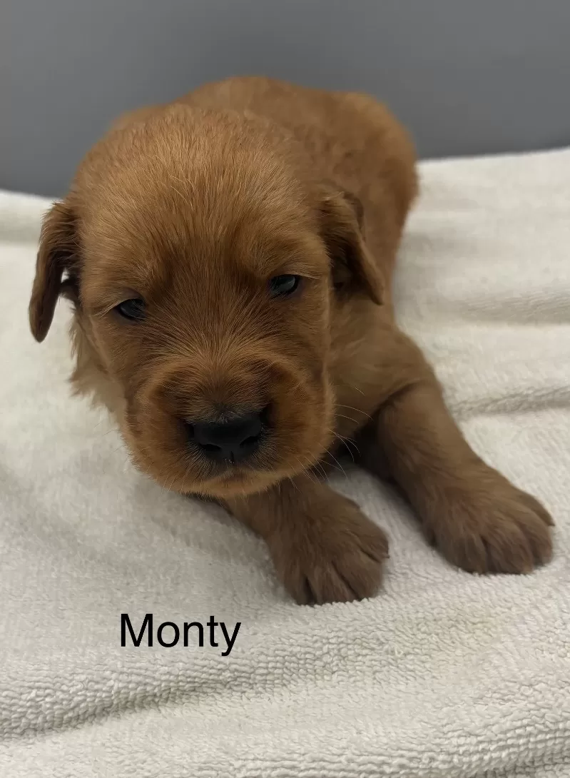 Monty