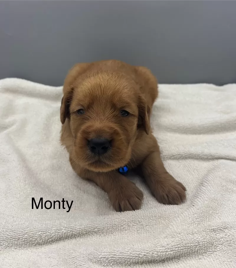Monty
