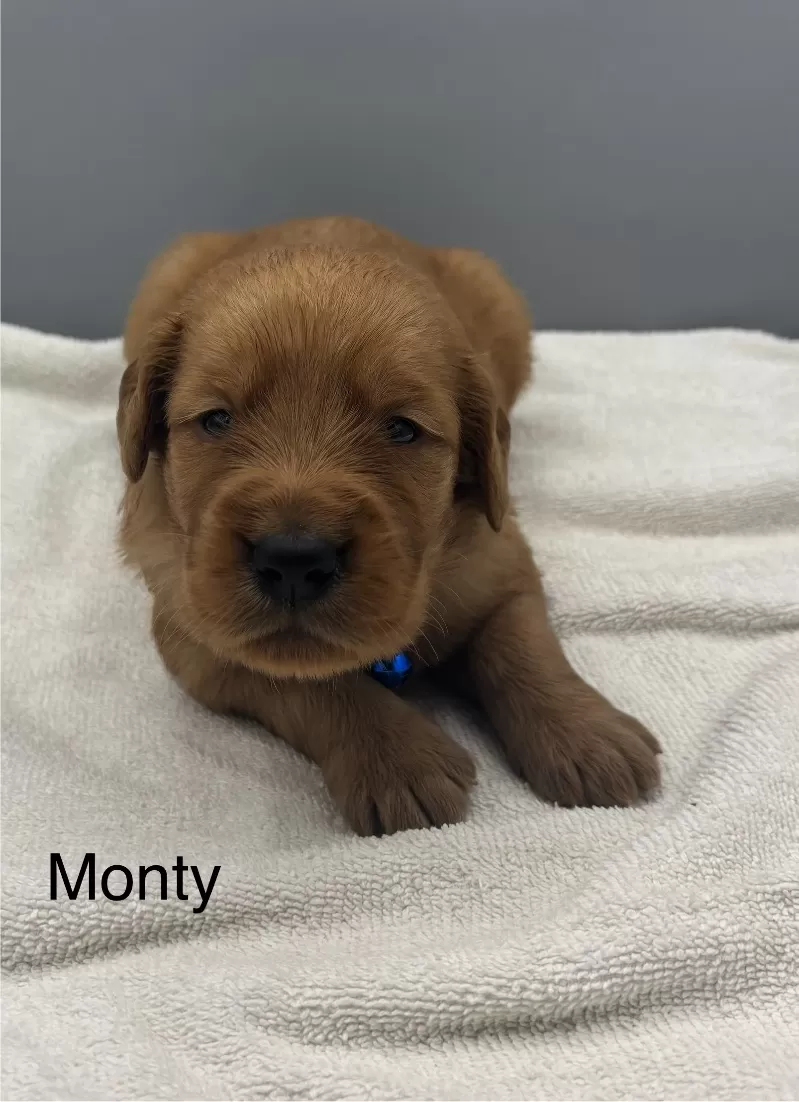 Monty