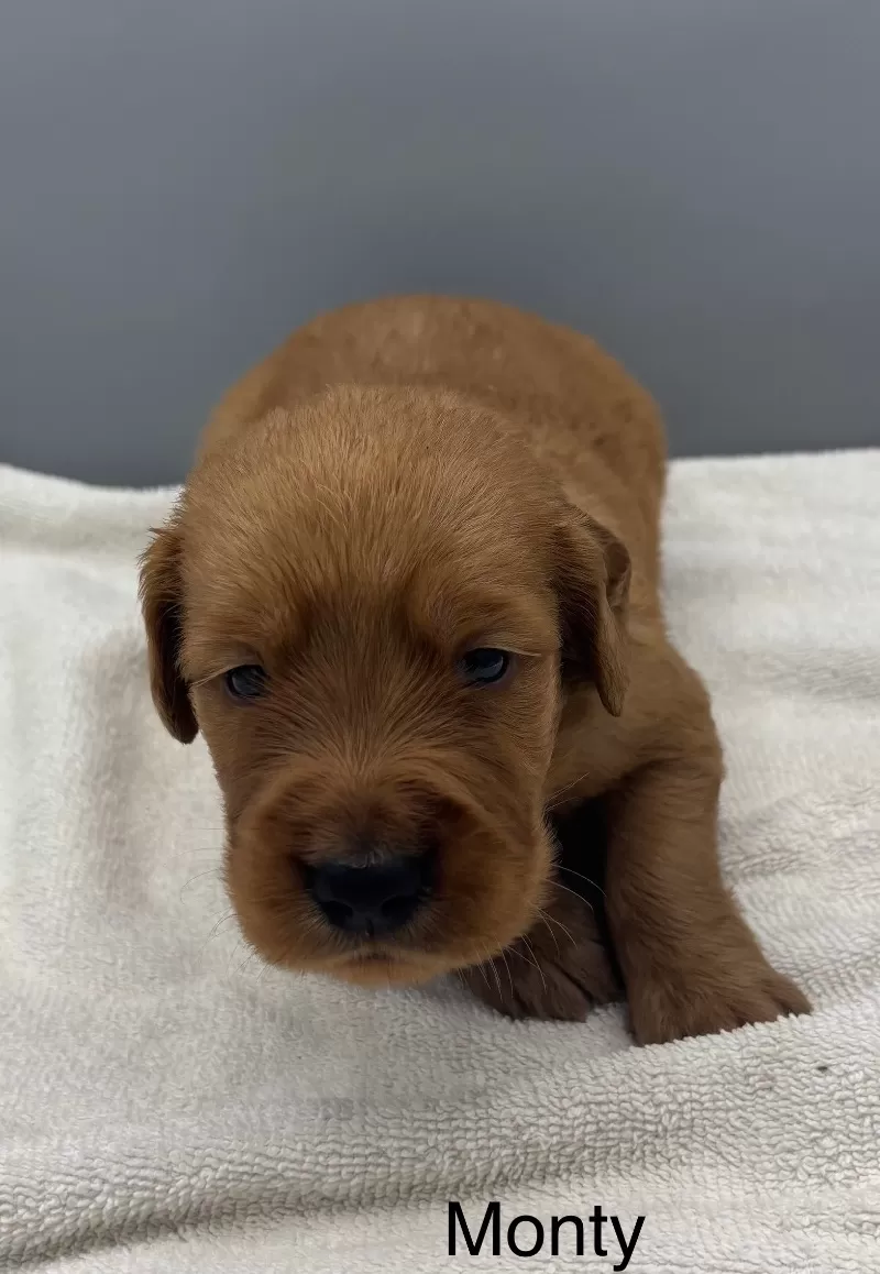 Monty