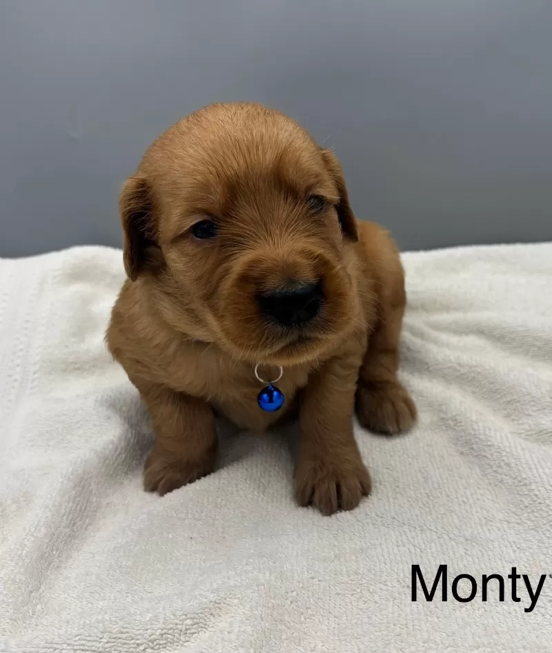 Monty