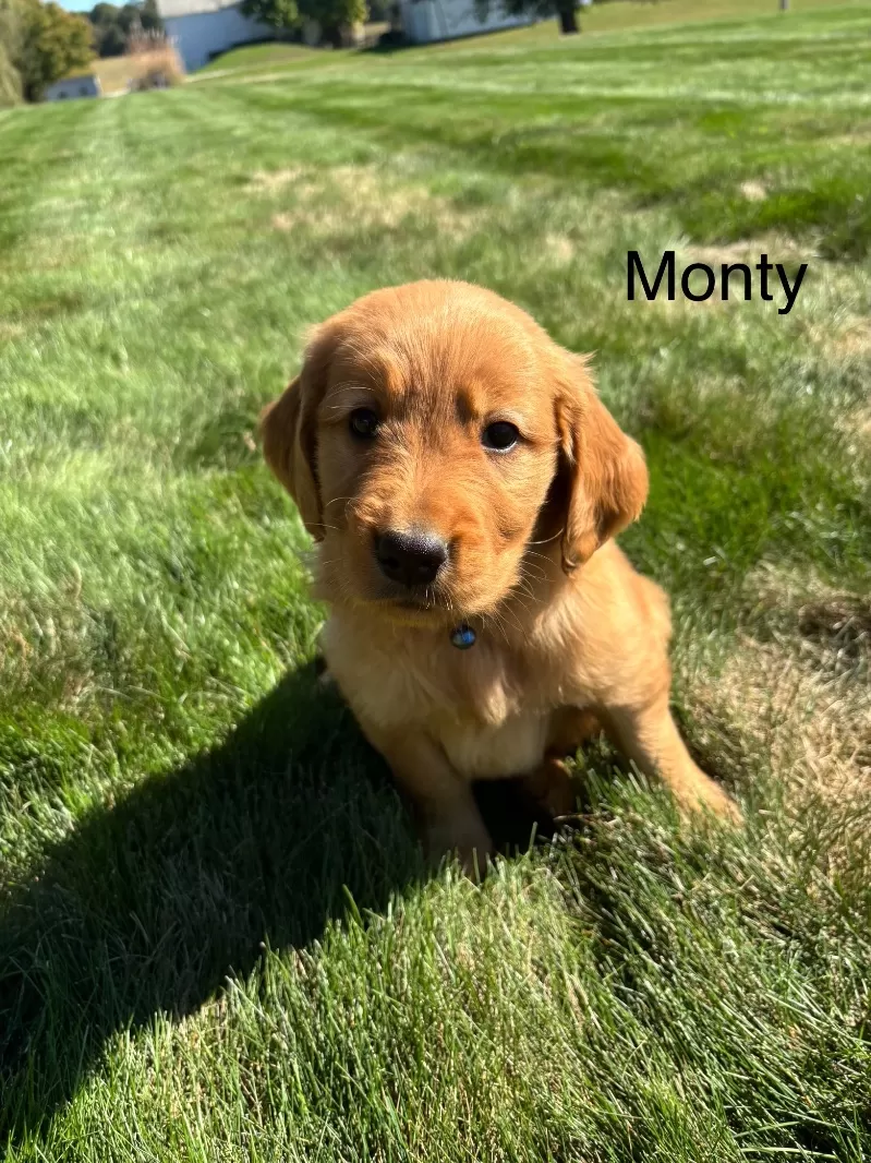 Monty