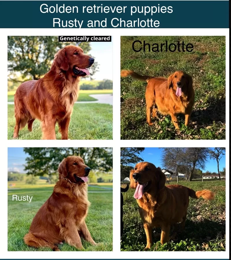 Charlotte Litter Christmas Puppies