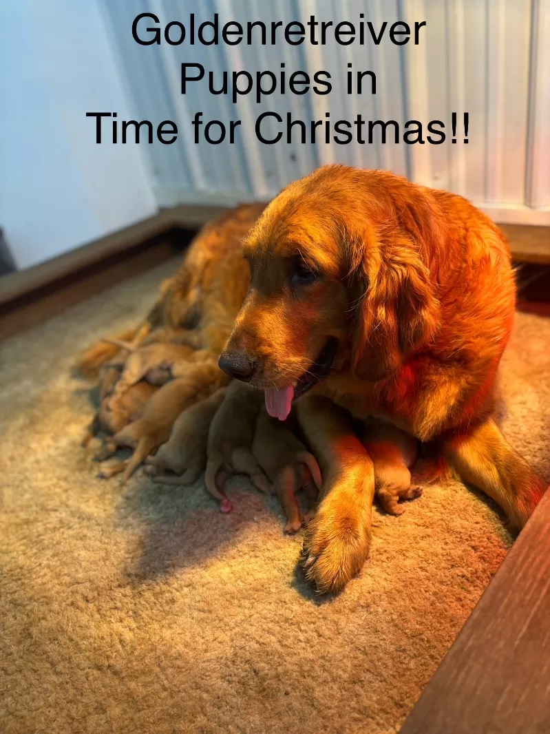 Charlotte Litter Christmas Puppies