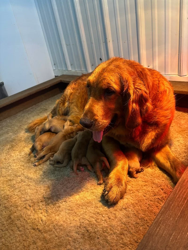 Charlotte Litter Christmas Puppies