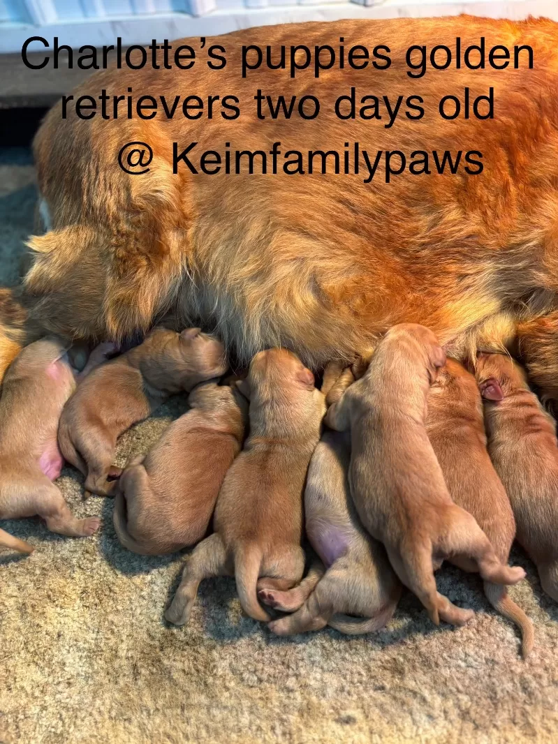 Charlotte Litter Christmas Puppies