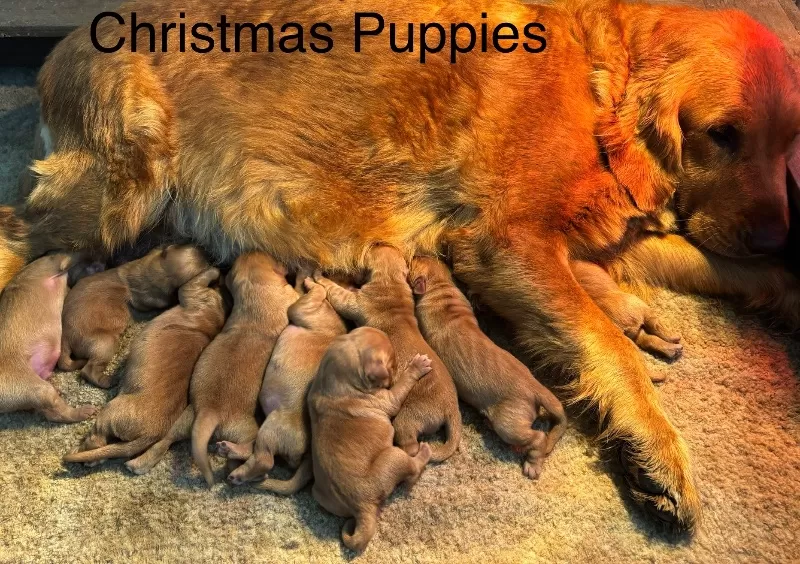 Charlotte Litter Christmas Puppies