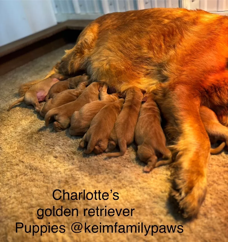 Charlotte Litter Christmas Puppies
