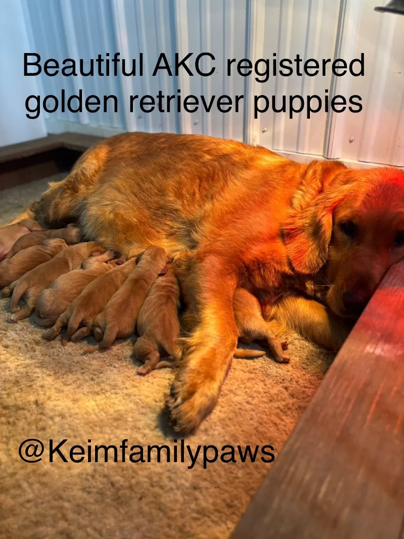 Charlotte Litter Christmas Puppies