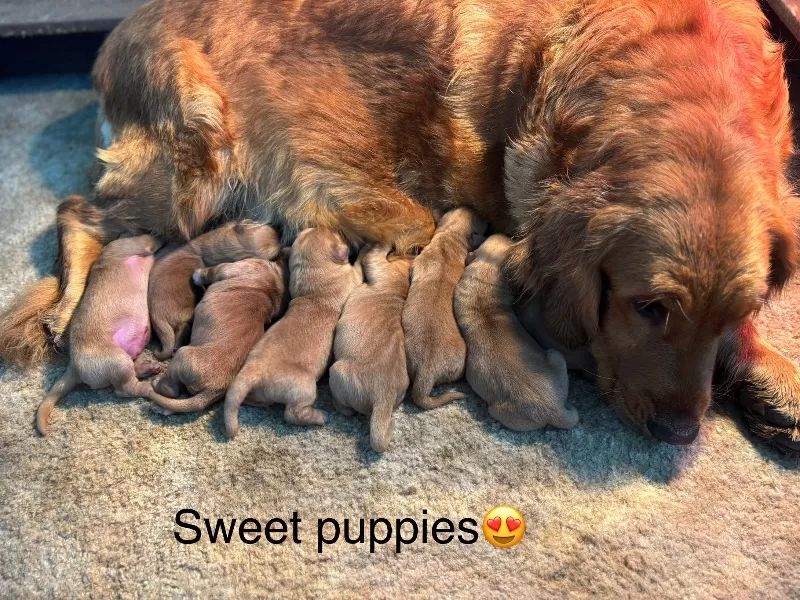 Charlotte Litter Christmas Puppies