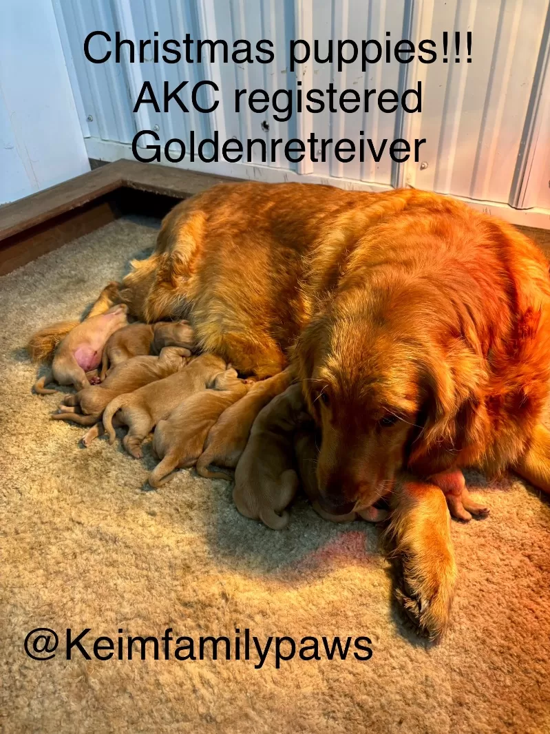 Charlotte Litter Christmas Puppies