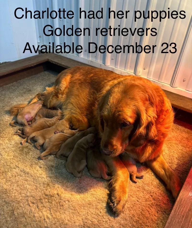 Charlotte Litter Christmas Puppies