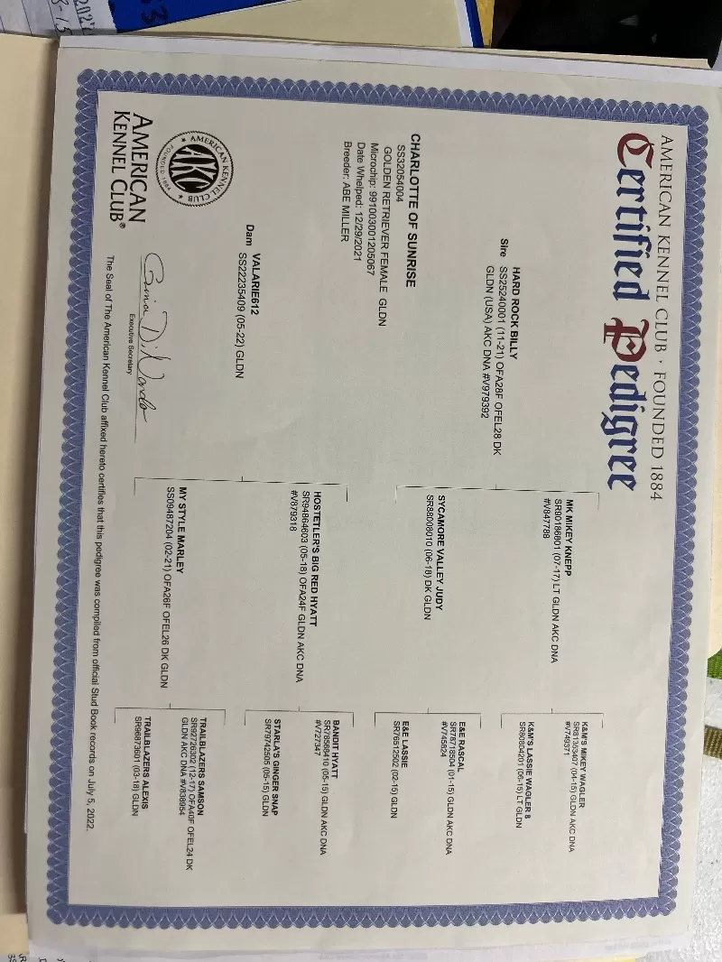 Charlotte Litter Christmas Puppies