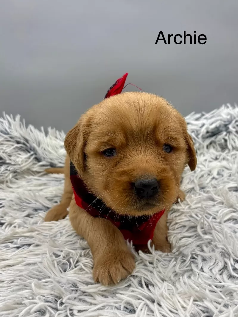 Archie