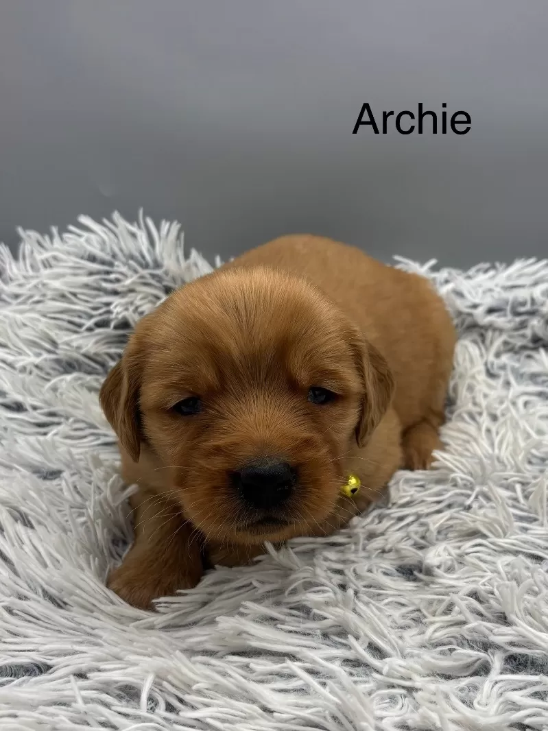 Archie