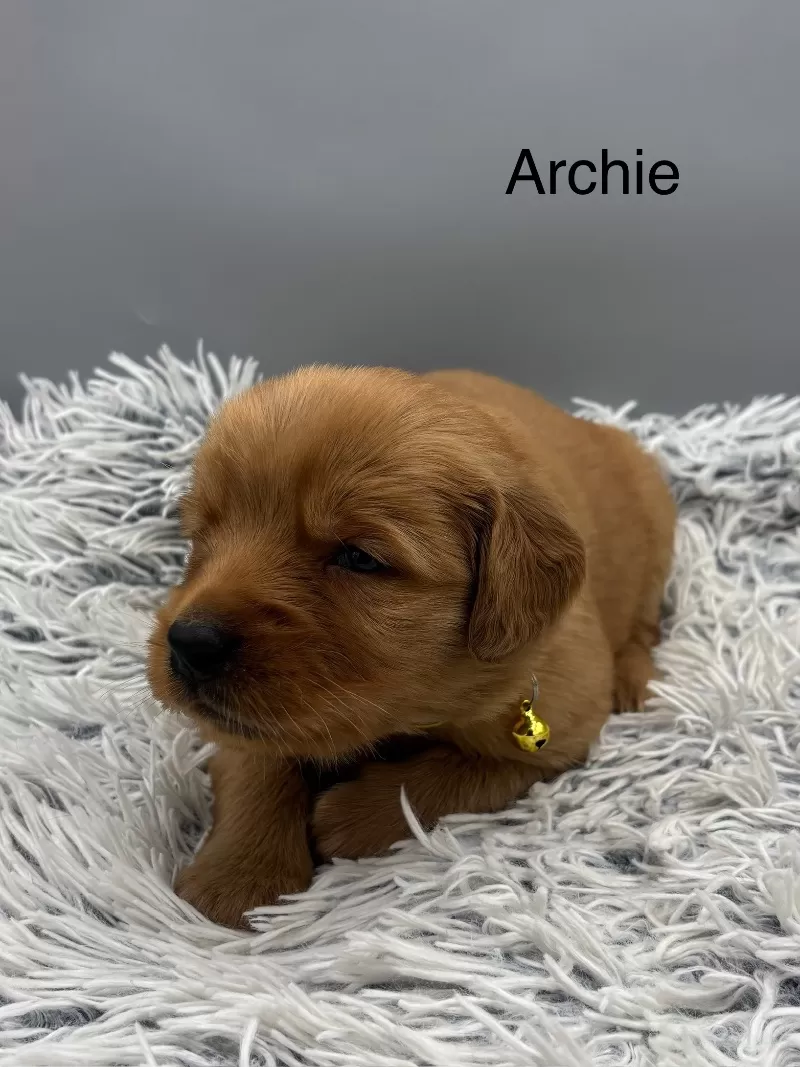 Archie