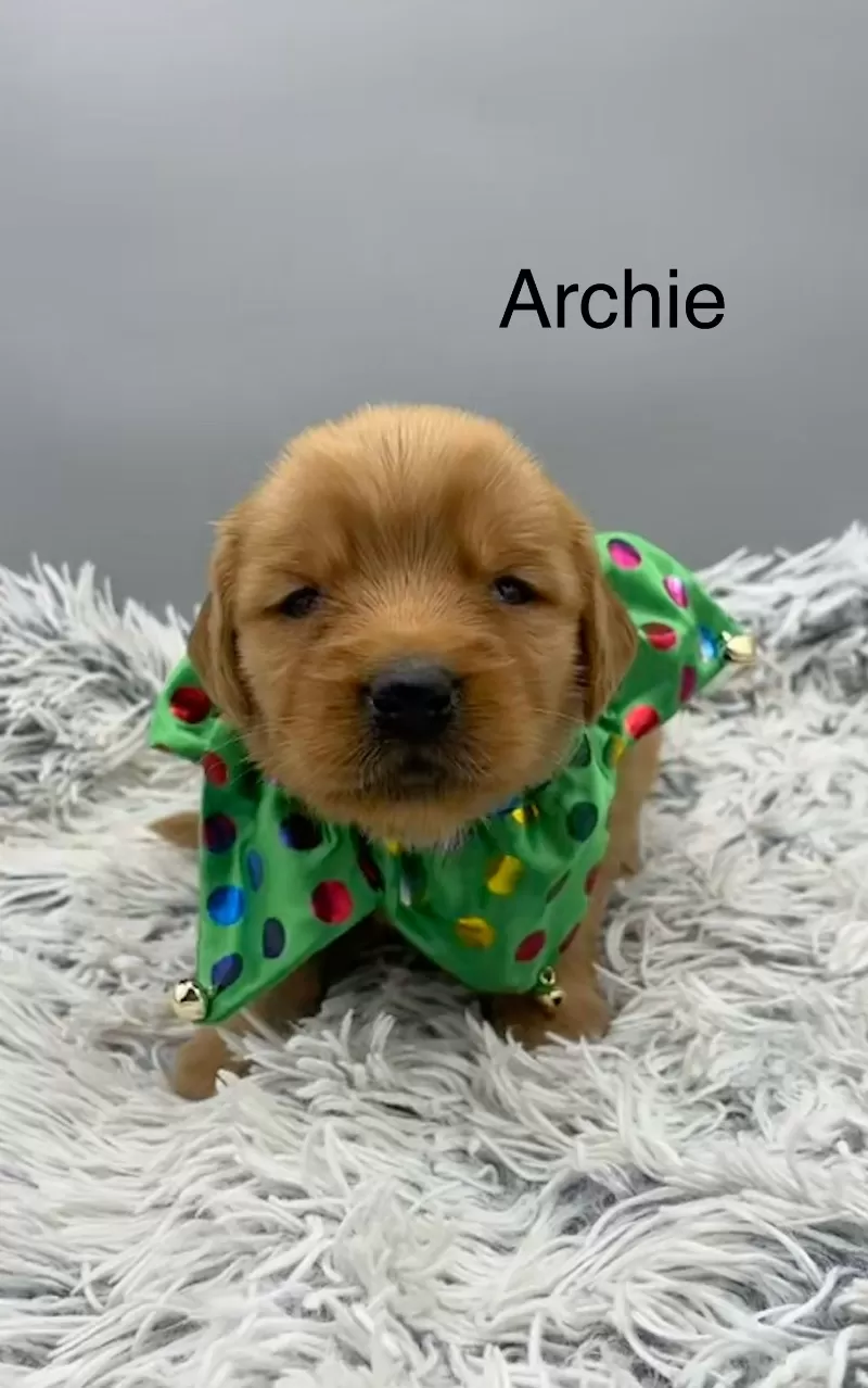 Archie