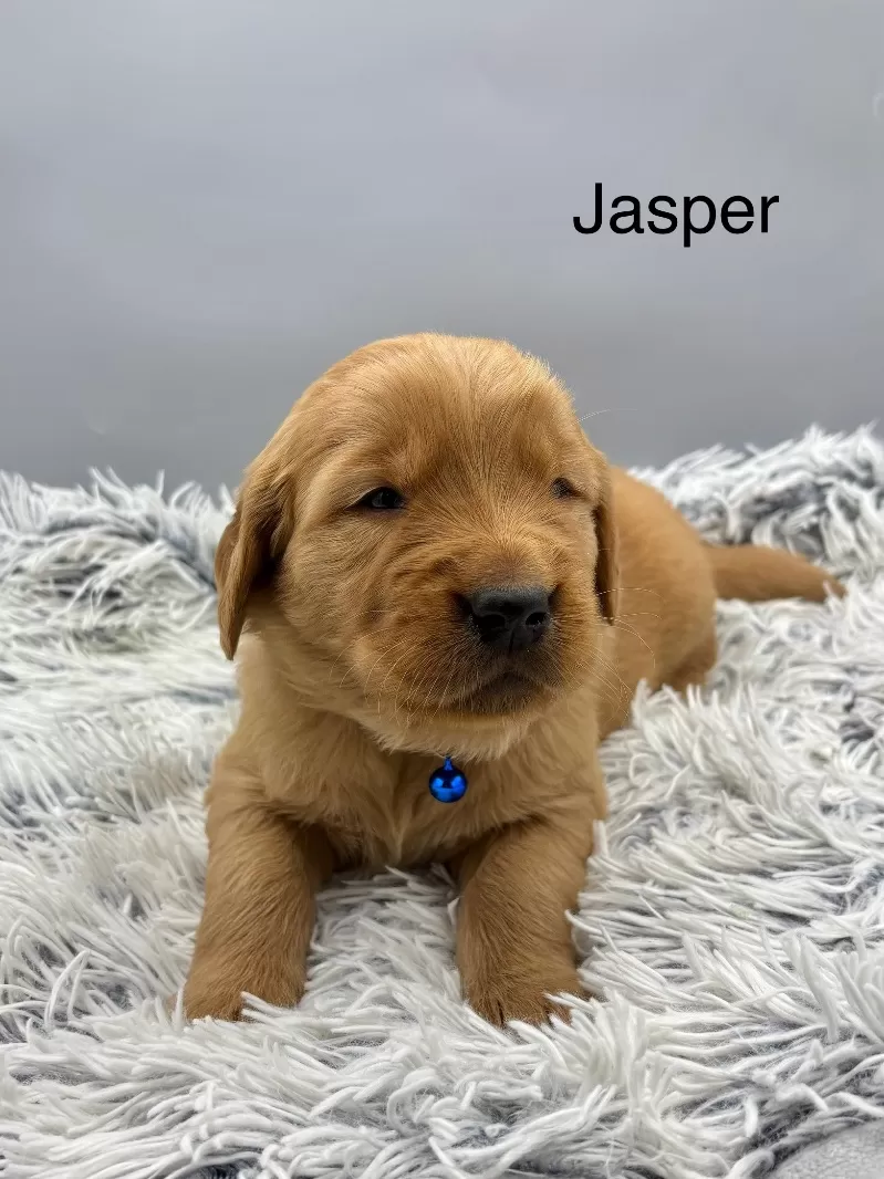 Jasper