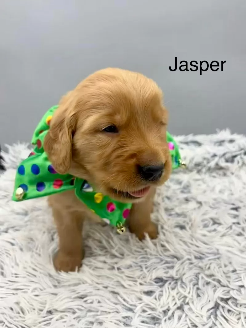 Jasper