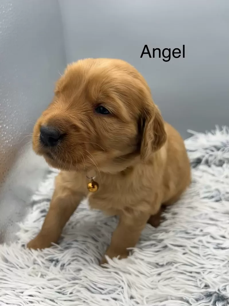 Angel