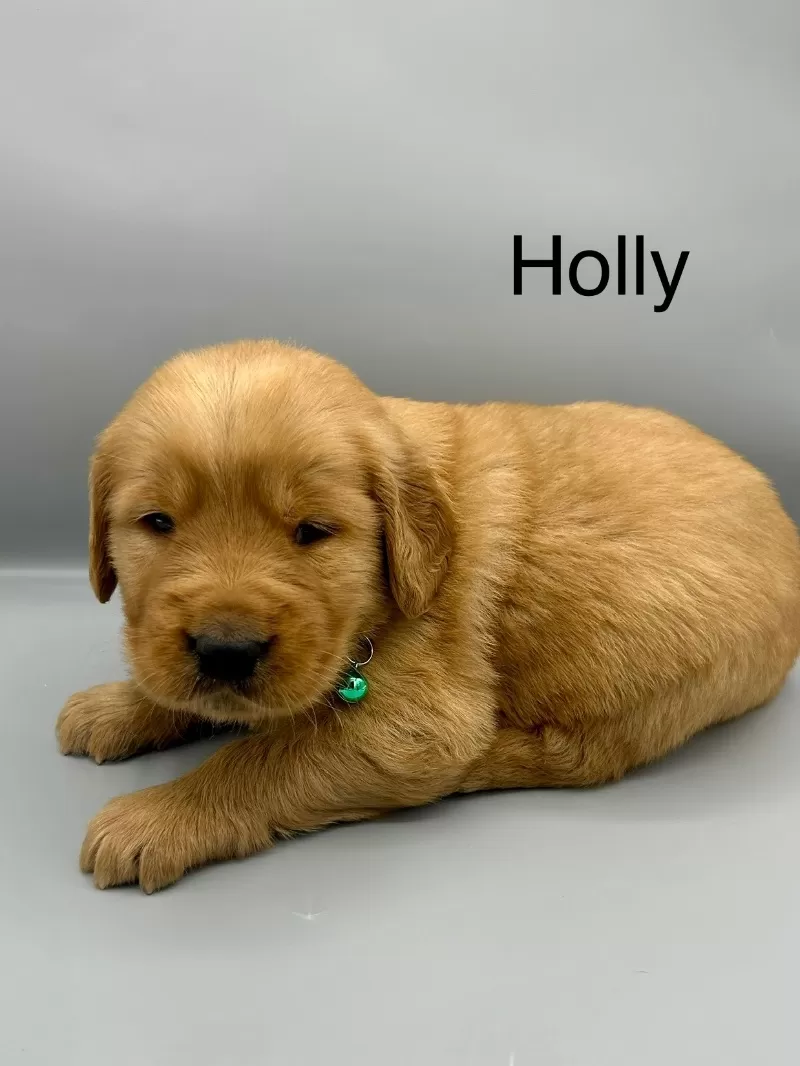 Holly
