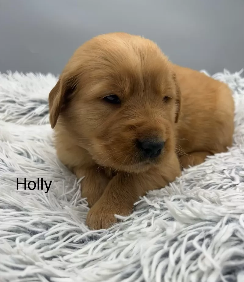 Holly