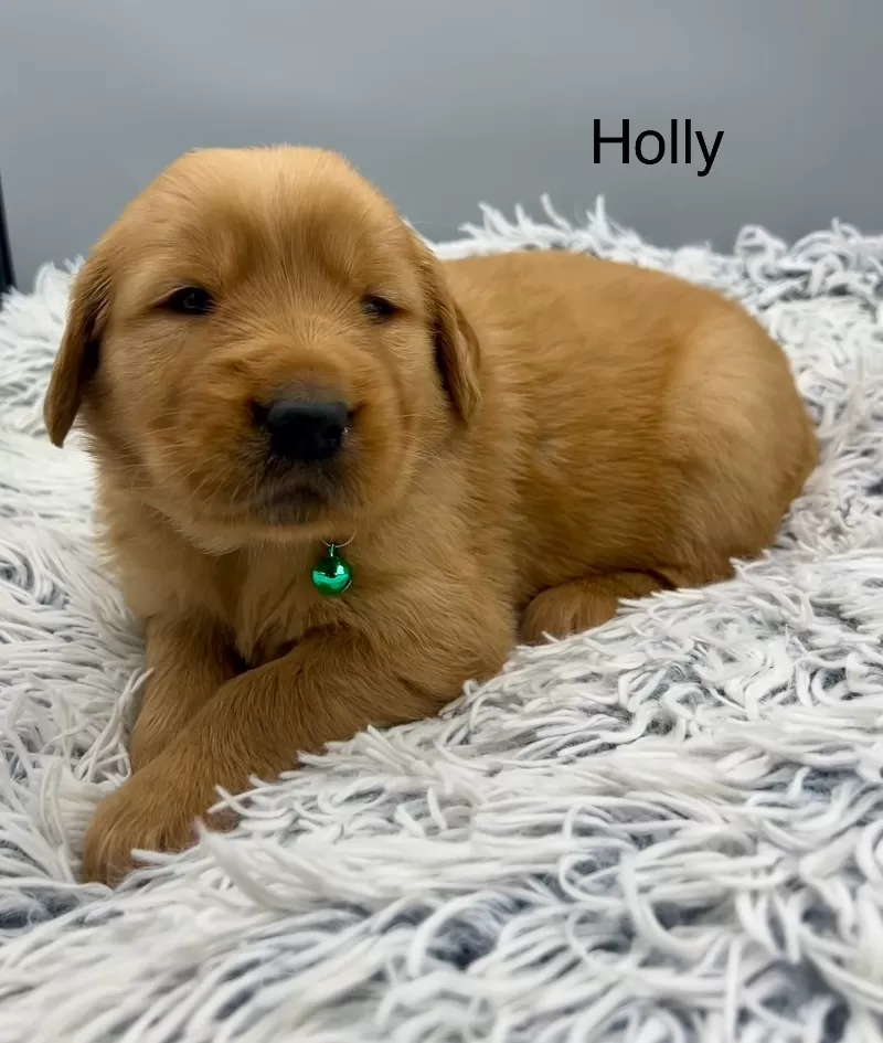 Holly
