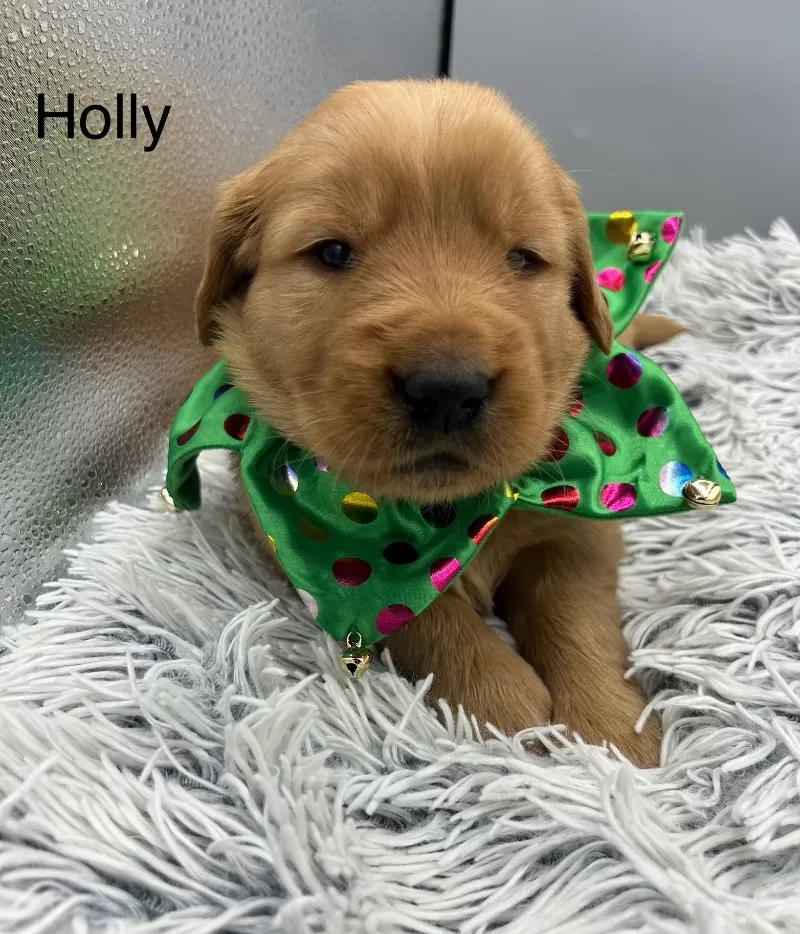 Holly
