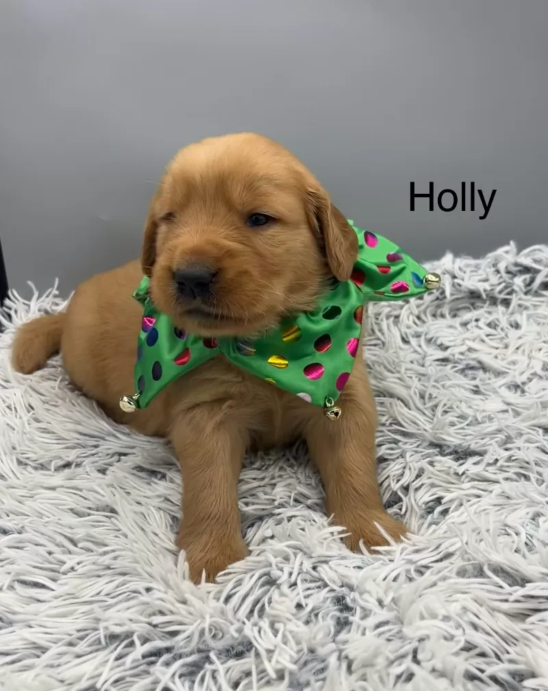 Holly