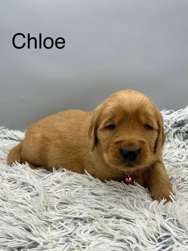 Chloe