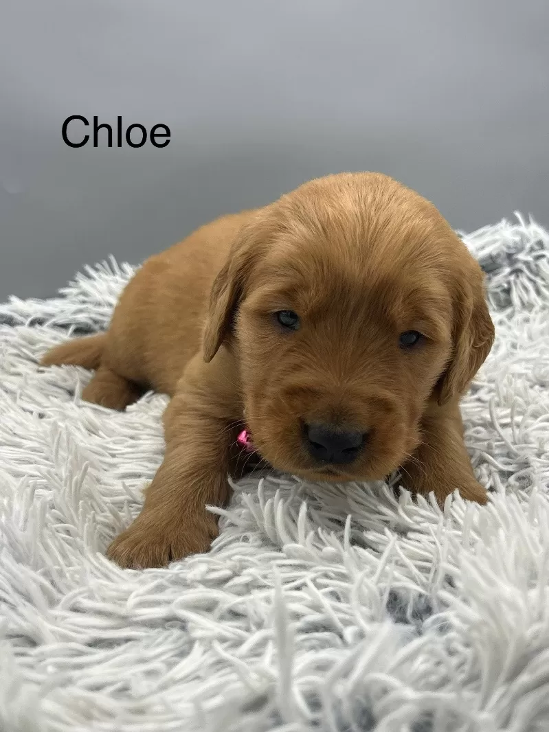 Chloe