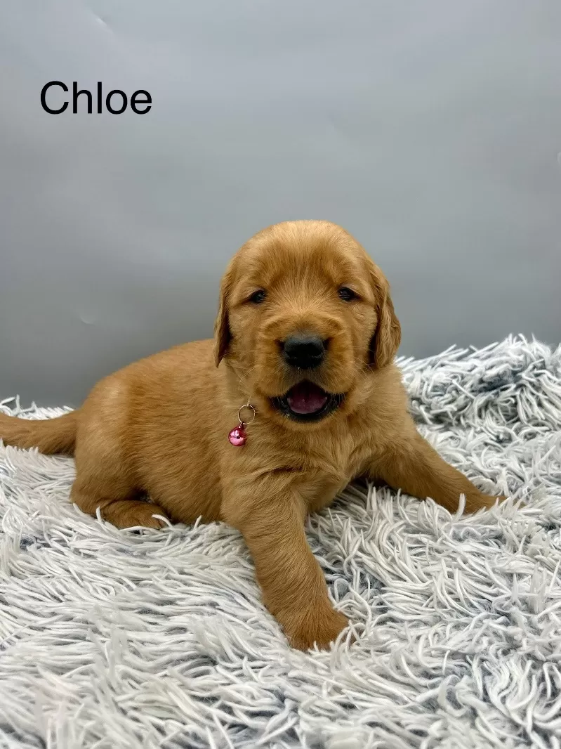 Chloe