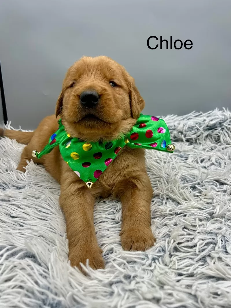 Chloe