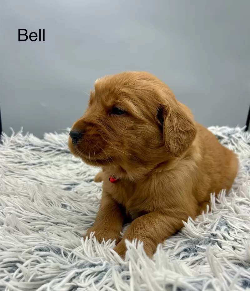 Bell