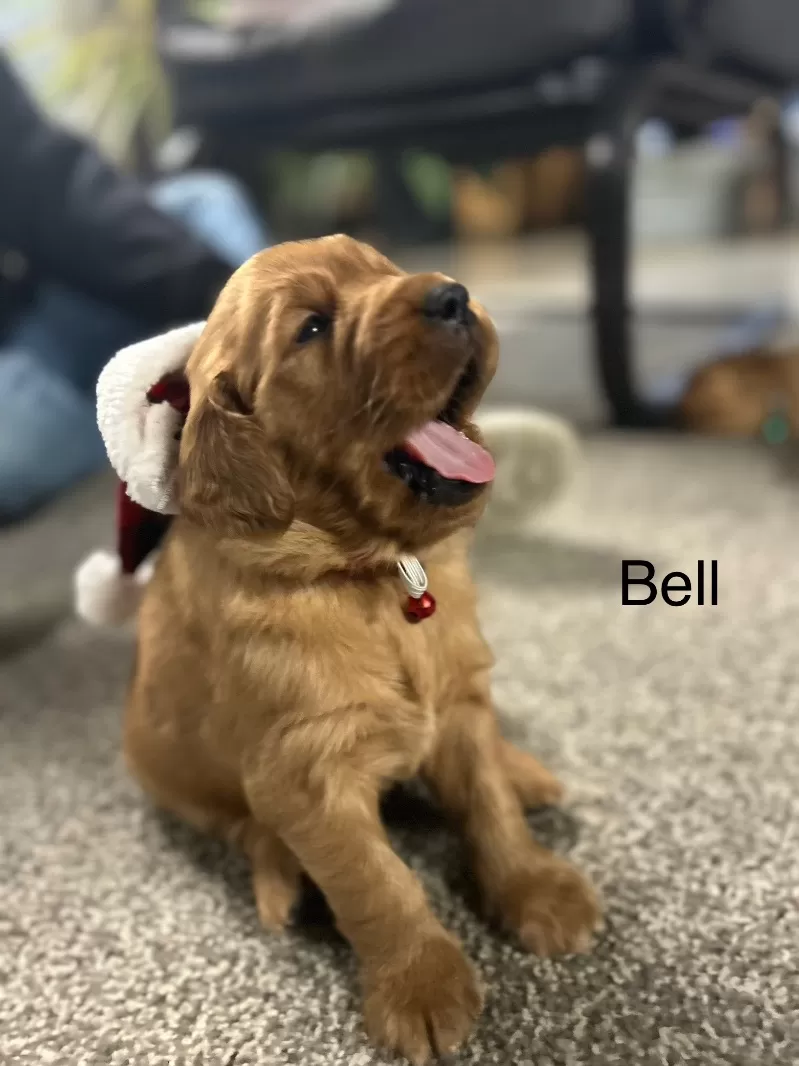 Bell