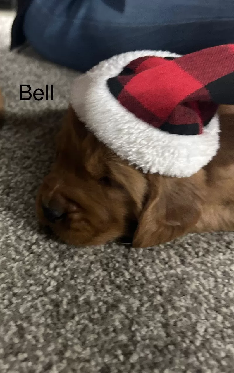 Bell