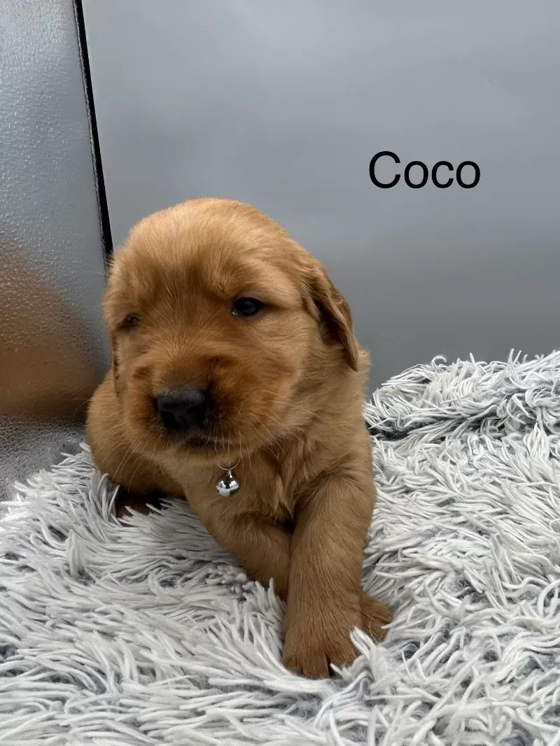 Coco