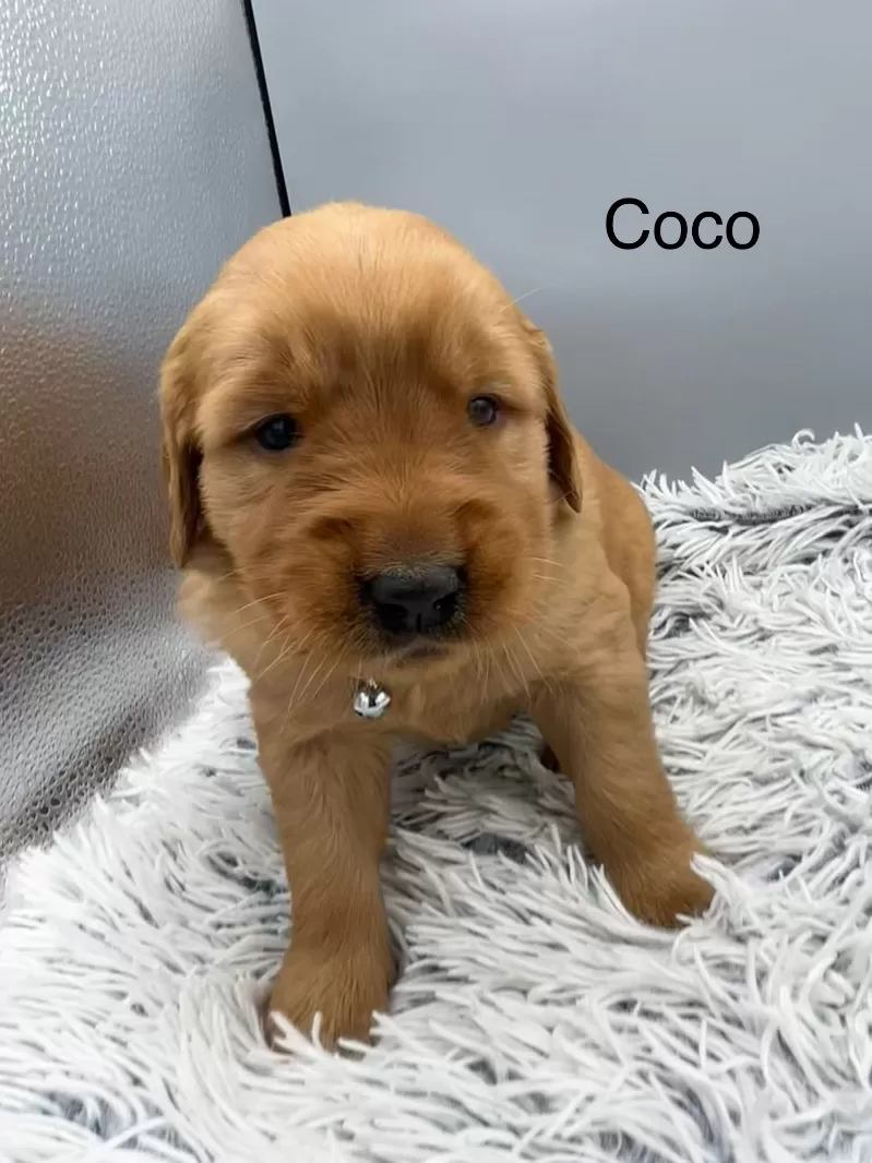Coco