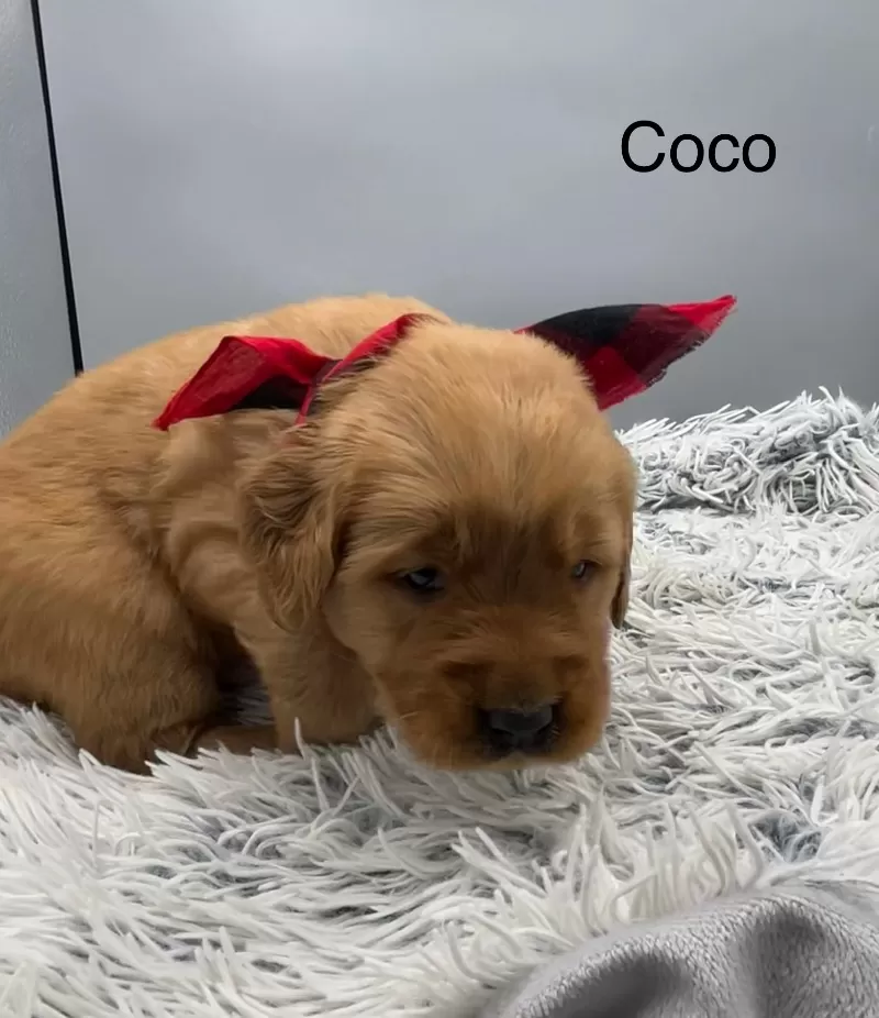 Coco