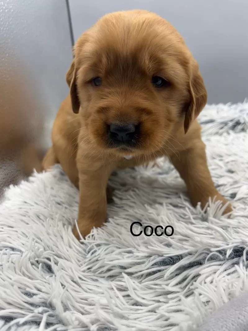 Coco