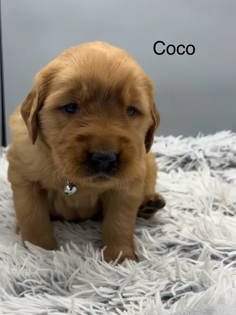 Coco