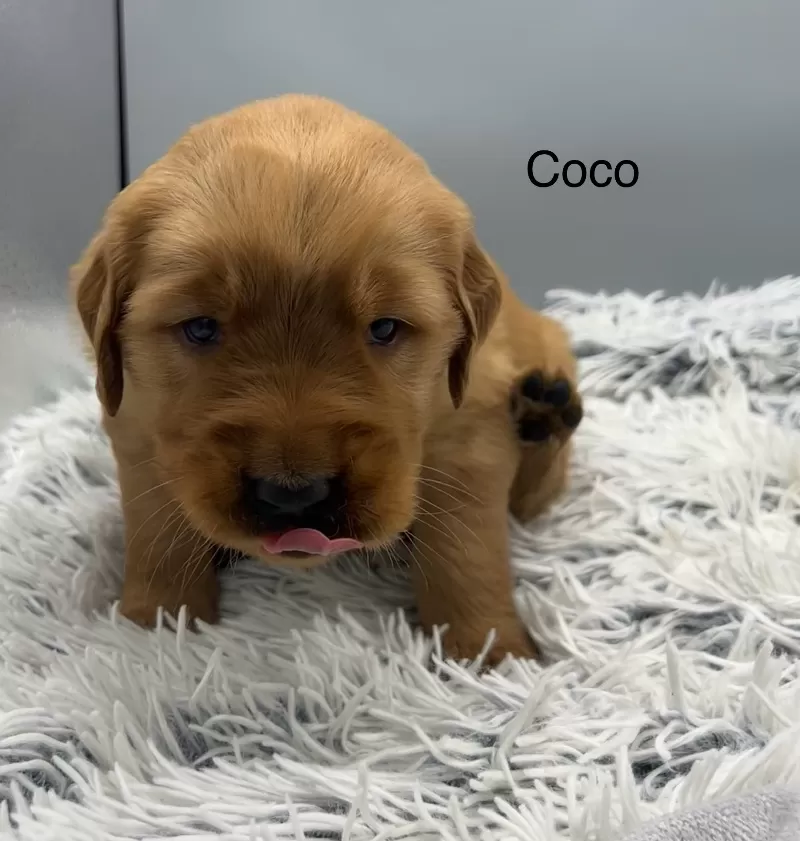 Coco