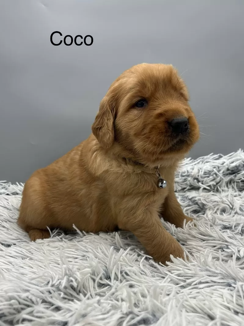 Coco
