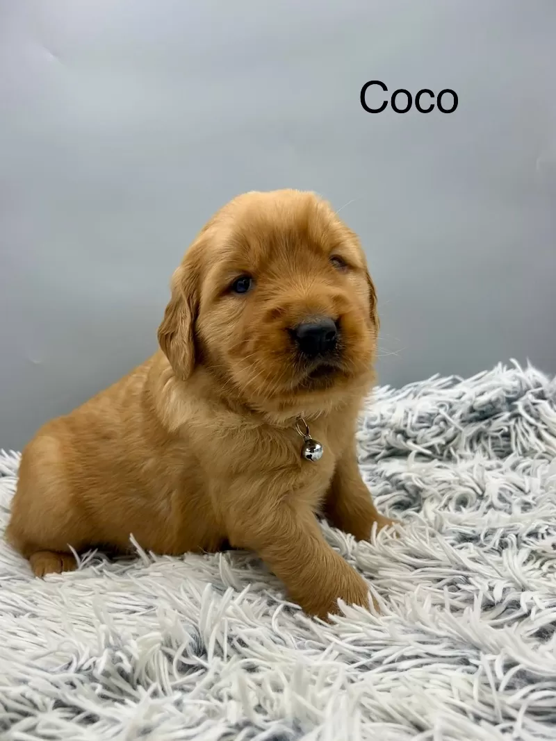 Coco